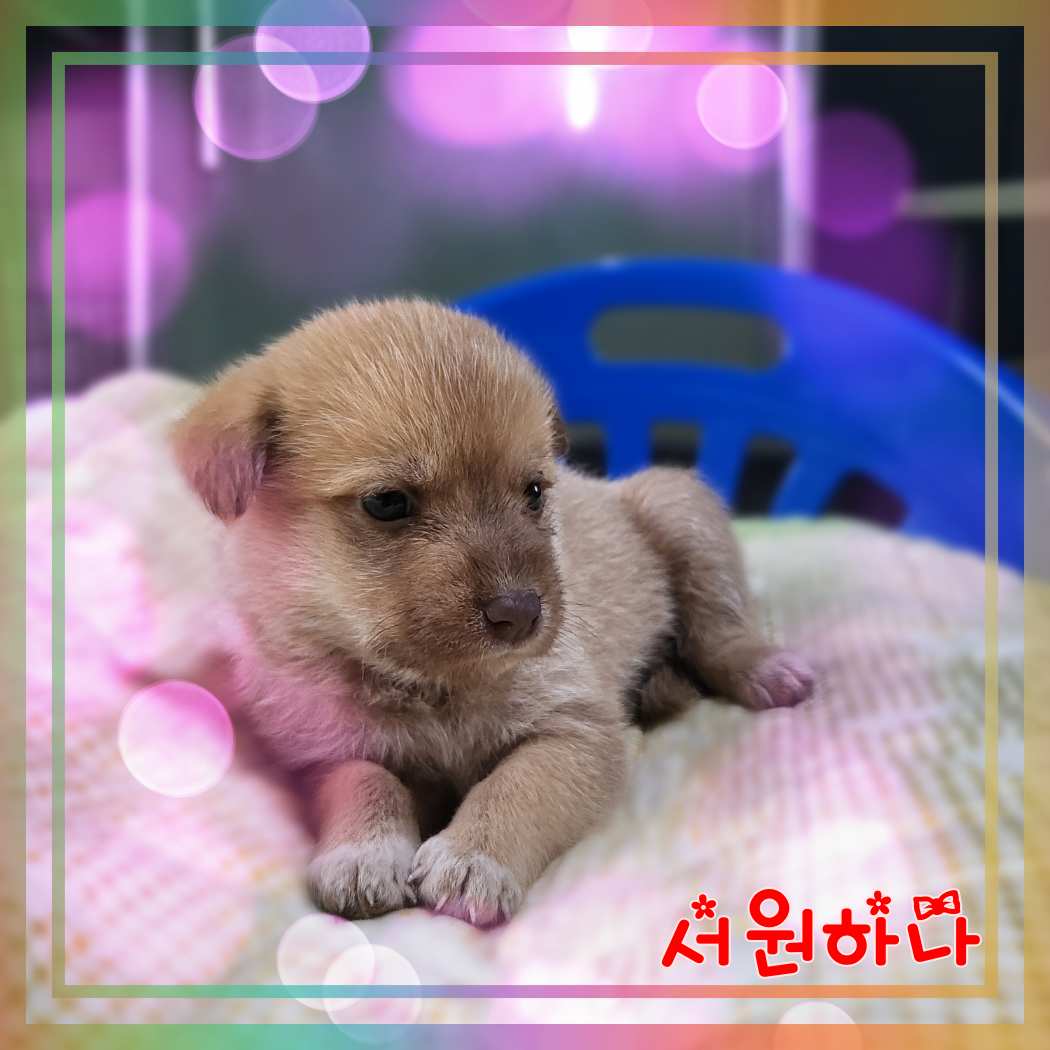 군산유기동물보호센터_445467202301374